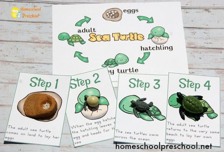 Studying marine life is exciting for kids! If your preschoolers are interested in sea turtles, it might be time for a sea turtle life cycle unit study!