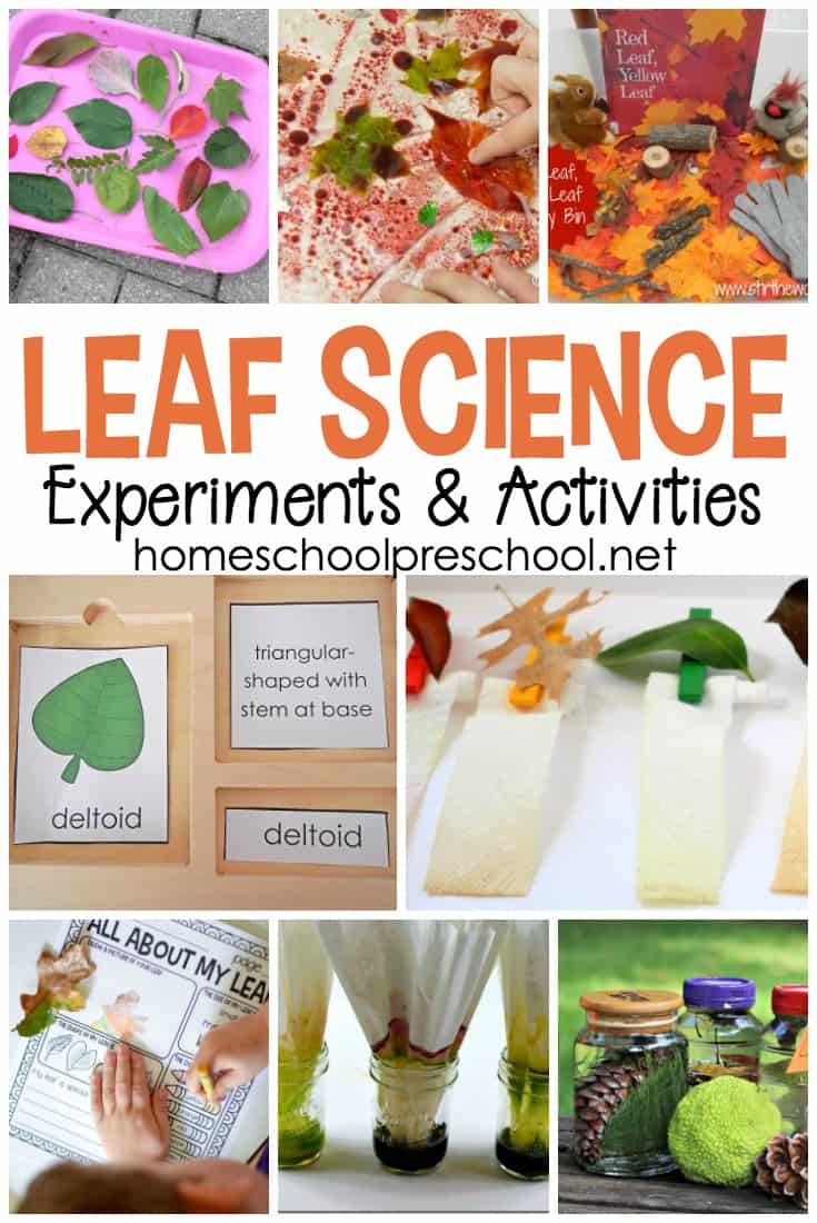 As the leaves begin to change colors this autumn, it's a great time to explore leaves with these engaging leaf-themed&nbsp;science activities for preschoolers.