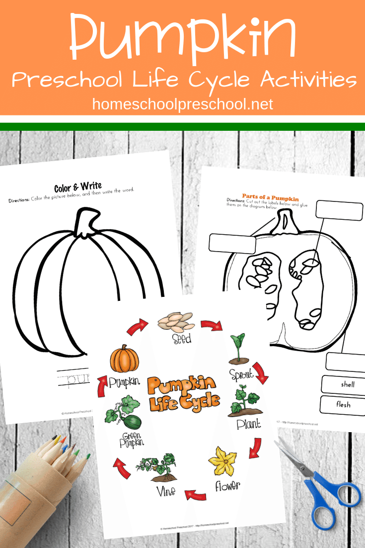 I love teaching life cycles to preschoolers so they see how everything grows. This life cycle of a pumpkin preschool pack is perfect for fall!