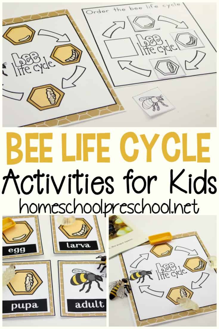 It's so much fun to learn about bees with these worksheets that teach the life cycle of a honey bee for kids. Perfect for spring and summer learning!