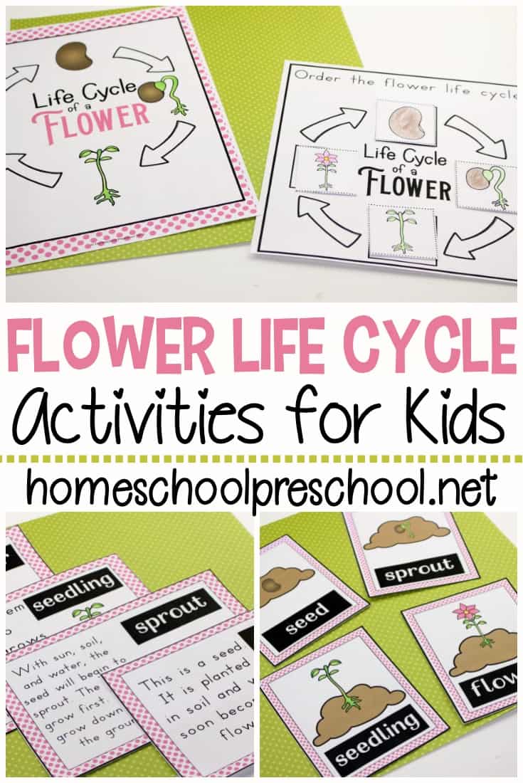It’s so much fun to learn about flowers with these worksheets that teach the life cycle of a flower for preschool. Perfect for spring and summer learning!