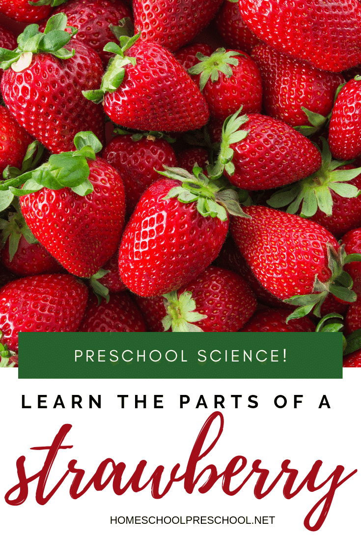 This summer, teach your kids about strawberries with this parts of a strawberry plant worksheet pack. It includes two printable activities!