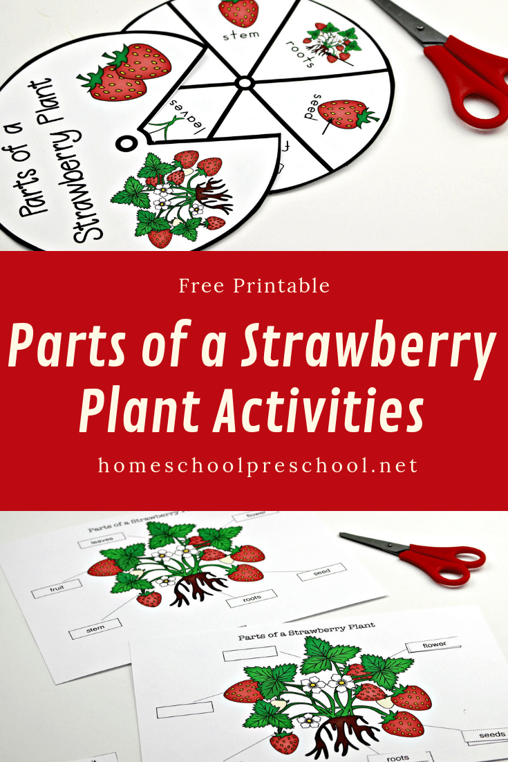 This summer, teach your kids about strawberries with this parts of a strawberry plant worksheet pack. It includes two printable activities!