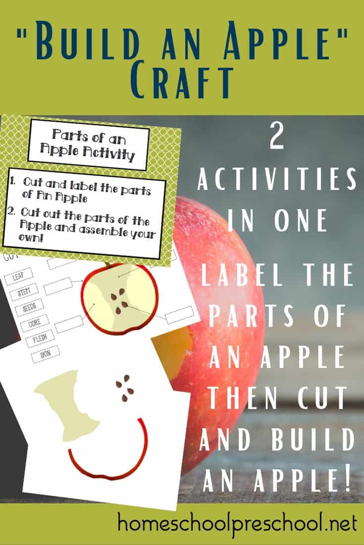 Teach kids about the parts of an apple and let them build one of their own when you present them with this engaging preschool apple craft.