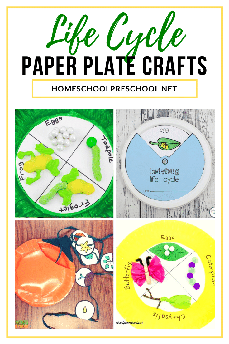 These paper plate life cycle crafts are a great way for preschoolers to visualize the cycle of living things. They're perfect all year long!
