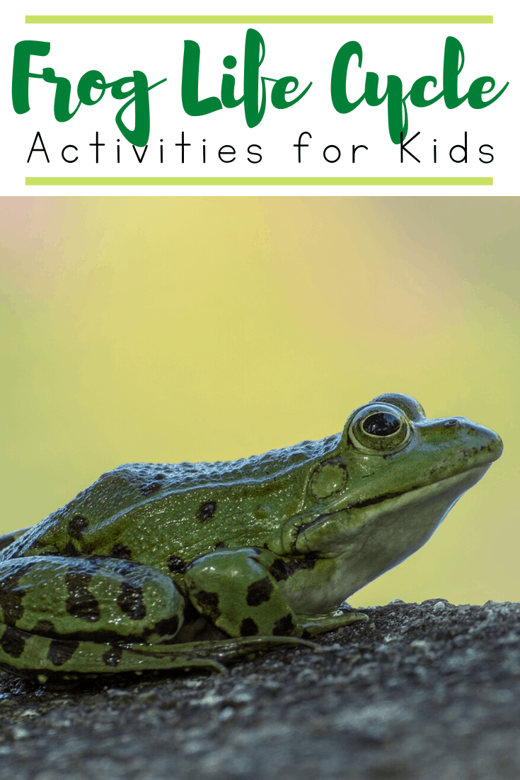 This collection of frog life cycle activities contains both crafts and worksheets that will help you demonstrate how frogs grow.