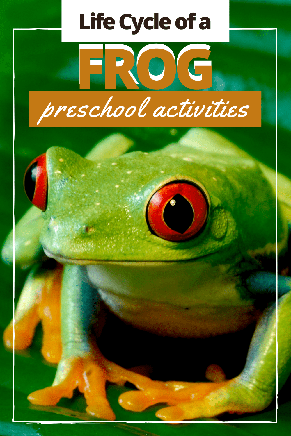 This collection of frog life cycle activities contains both crafts and worksheets that will help you demonstrate how frogs grow.