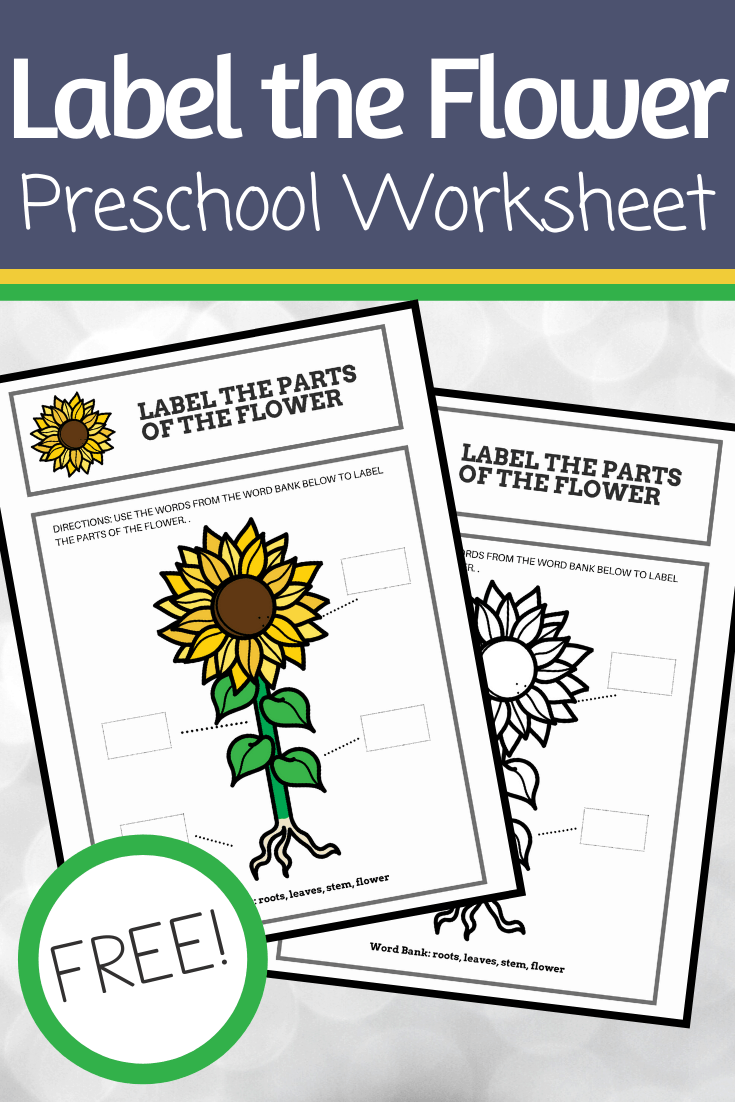 Kids will love sharing their knowledge as they label this parts of a flower preschool worksheet! It's perfect for assessment at the end of your lesson.