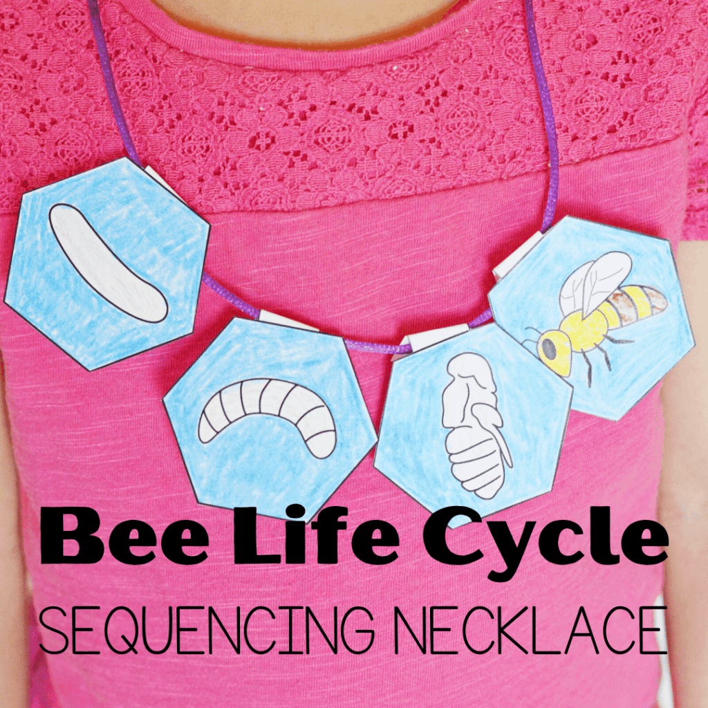 After teaching your preschoolers about bees, let them put together this bee life cycle sequencing necklace that will help them retell how a bee grows.