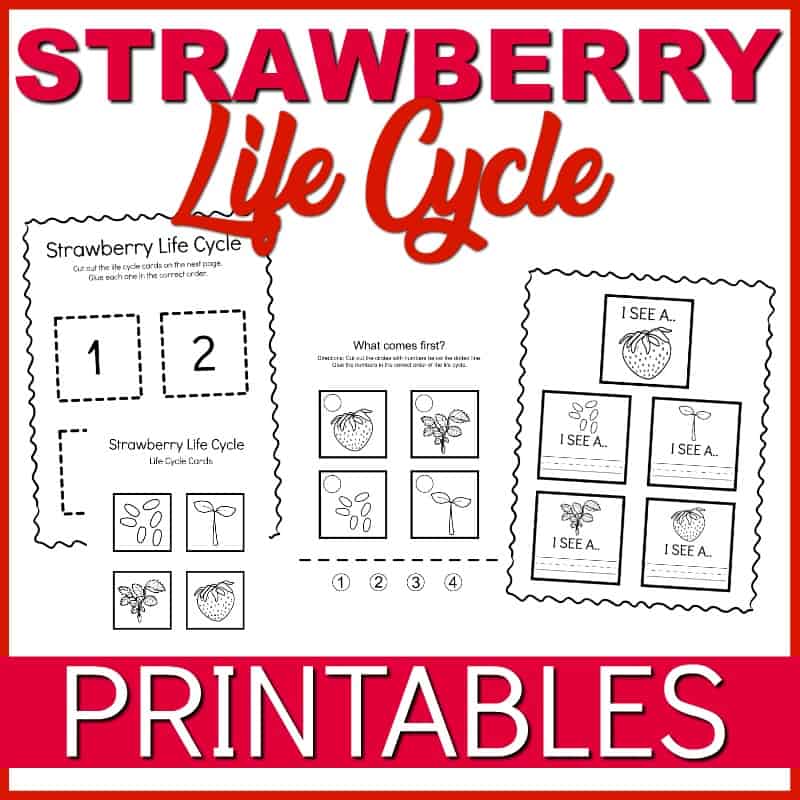 Use these strawberry life cycle worksheets  to teach kids how the strawberry plant grows. This set includes three activities that highlight all four stages.