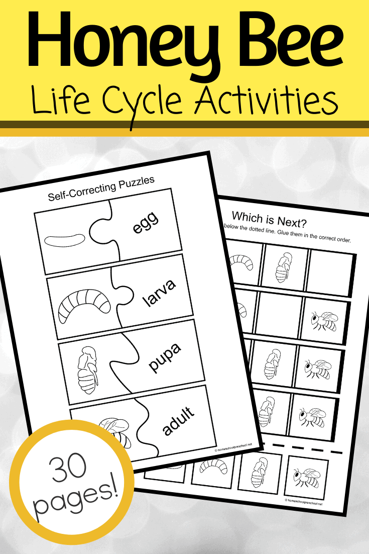 This printable life cycle of a bee for preschoolers pack features fifteen engaging activities that are perfect for preschoolers, pre-k, and kindergarteners.