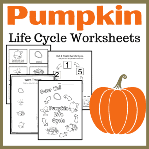 Autumn is the best time of year to study pumpkins. This life cycle bundle features 24 hands-on pumpkin life cycle activities!