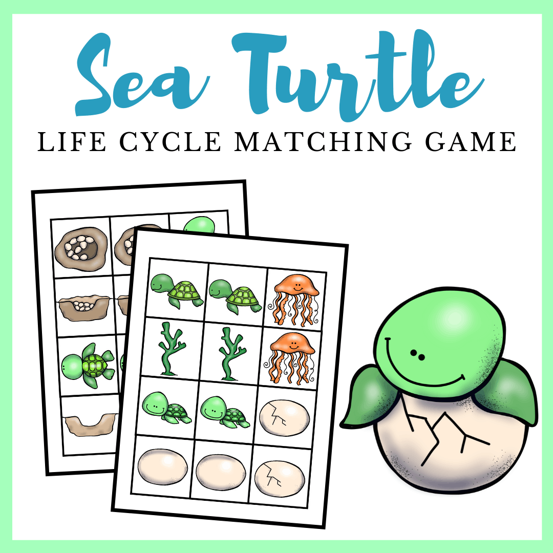 When you give this sea turtle life cycle printable to your preschoolers, they can color the pages and trace the labels before playing the matching game.