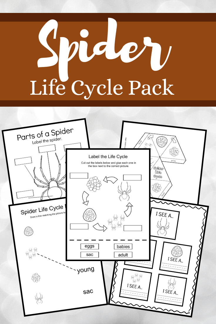 Fall is the best time of year to study spiders. This spider life cycle for kids bundle features 19 hands-on&nbsp;activities for preschoolers!