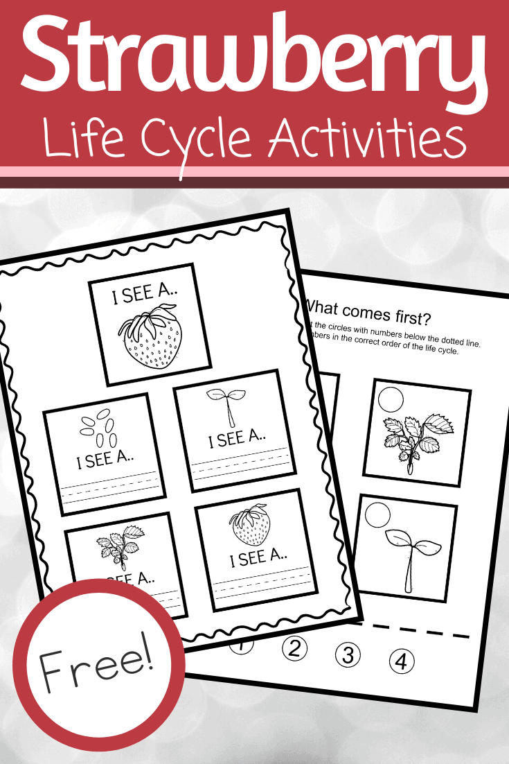 Use these strawberry life cycle worksheets  to teach kids how the strawberry plant grows. This set includes three activities that highlight all four stages.