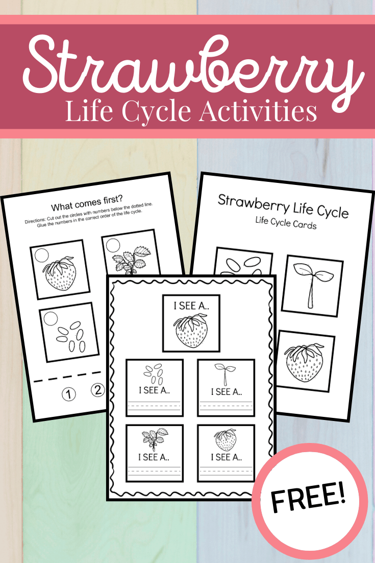 Use these strawberry life cycle worksheets  to teach kids how the strawberry plant grows. This set includes three activities that highlight all four stages.