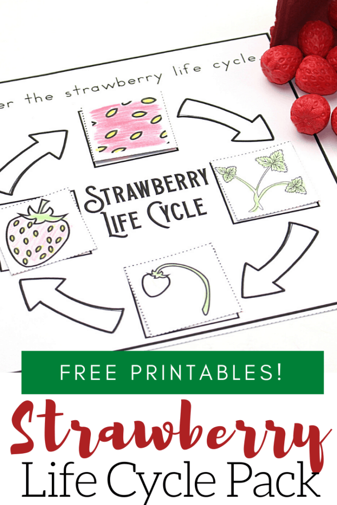 It’s so much fun to learn about strawberries with this strawberry life cycle worksheet pack. It's perfect for spring and summer learning!