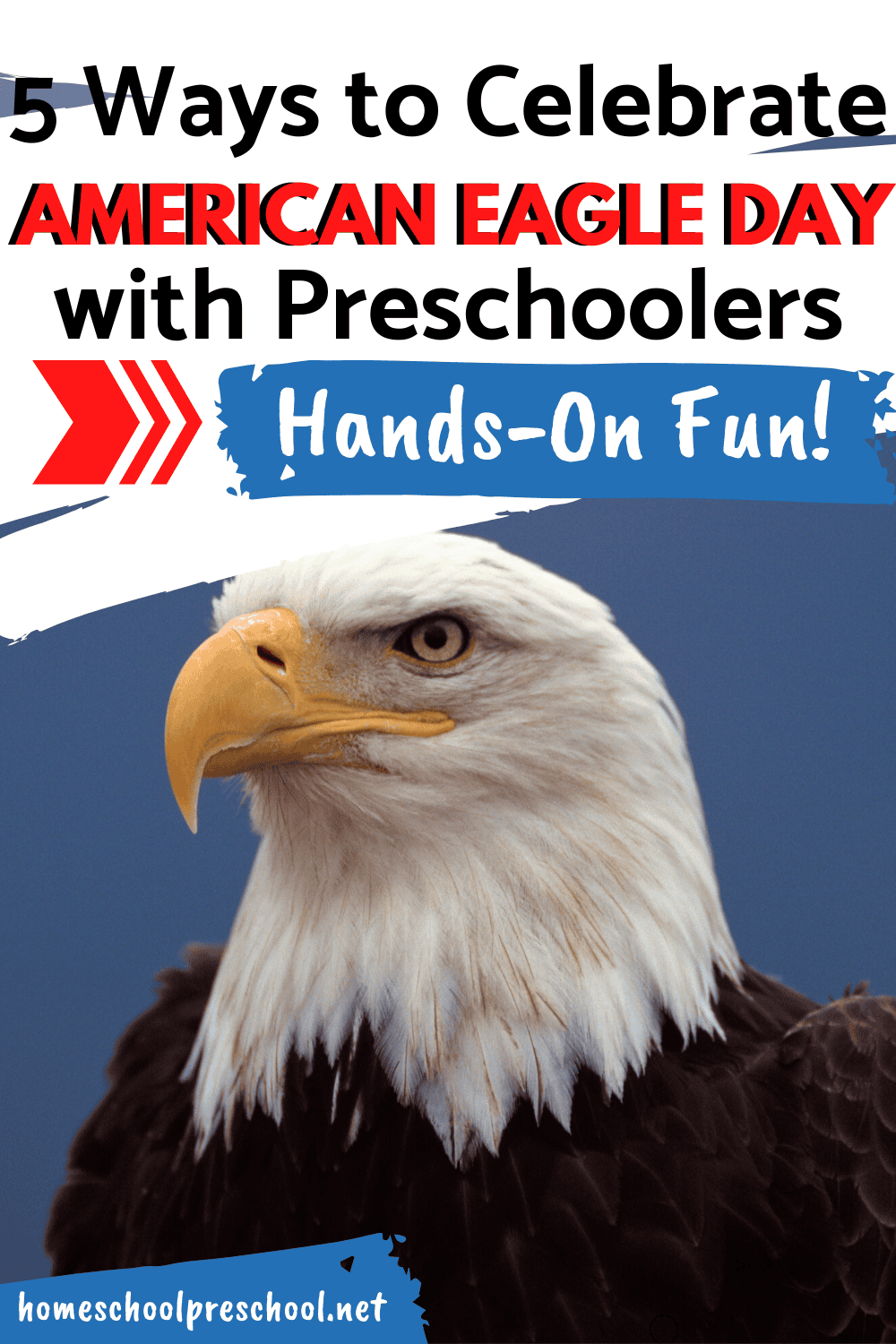 National American Eagle Day is coming up quickly on June 20th! It's a day to honor our national symbol and learn about this magnificent bird.