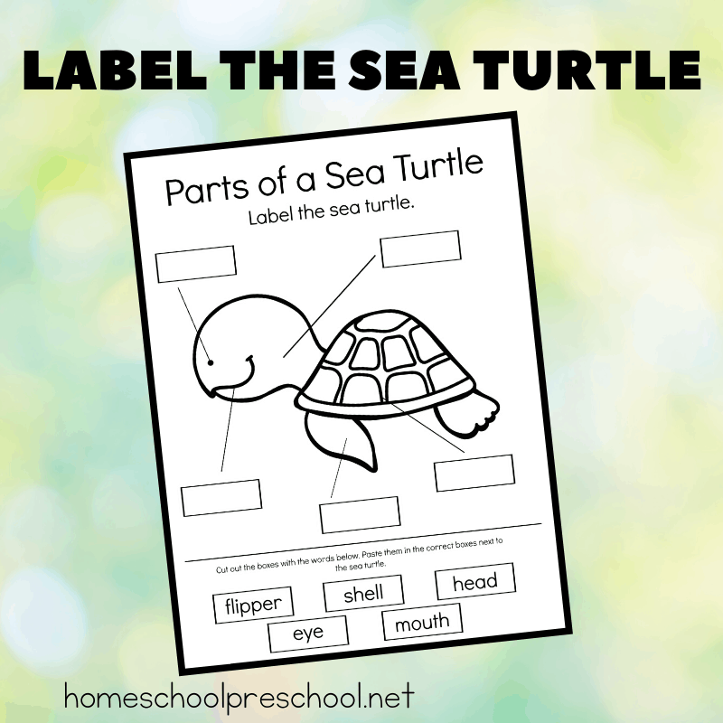 Download and print this worksheet and have your kids label the sea turtle! It's perfect for your ocean or summer themed lesson plans.