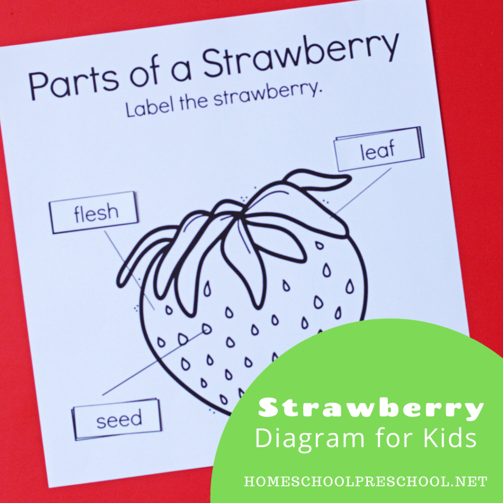 Download and print this parts of a strawberry worksheet! It’s perfect for your plant and/or summer themed lesson plans for preschoolers.