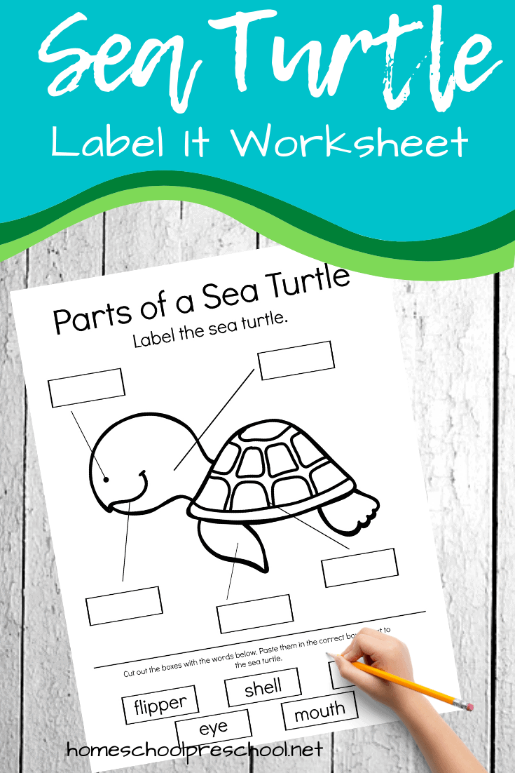 Download and print this worksheet and have your kids label the sea turtle! It's perfect for your ocean or summer themed lesson plans.