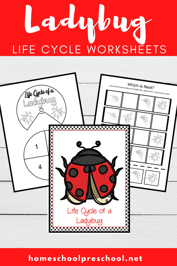 Ladybug Life Cycle Worksheets
