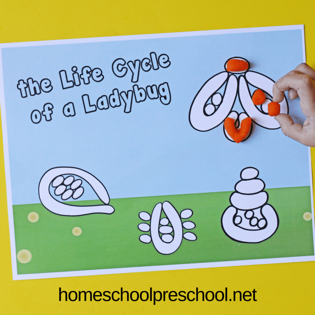 These ladybug playdough mats will help preschoolers visualize the stages of the life cycle of a ladybug. They are both educational and fun!