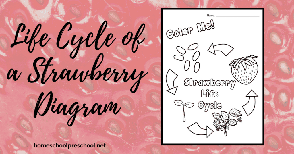 This summer, teach your kids about the life cycle of a strawberry. This strawberry life cycle diagram is a great visual aid for preschoolers.