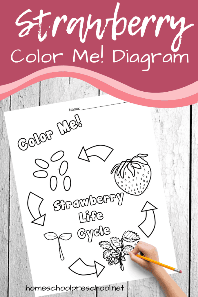 This summer, teach your kids about the life cycle of a strawberry. This strawberry life cycle diagram is a great visual aid for preschoolers.