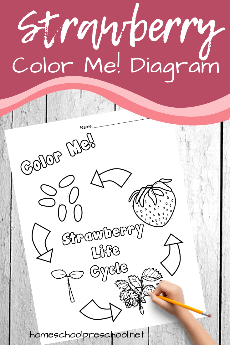 This summer, teach your kids about the life cycle of a strawberry. This strawberry life cycle diagram is a great visual aid for preschoolers.