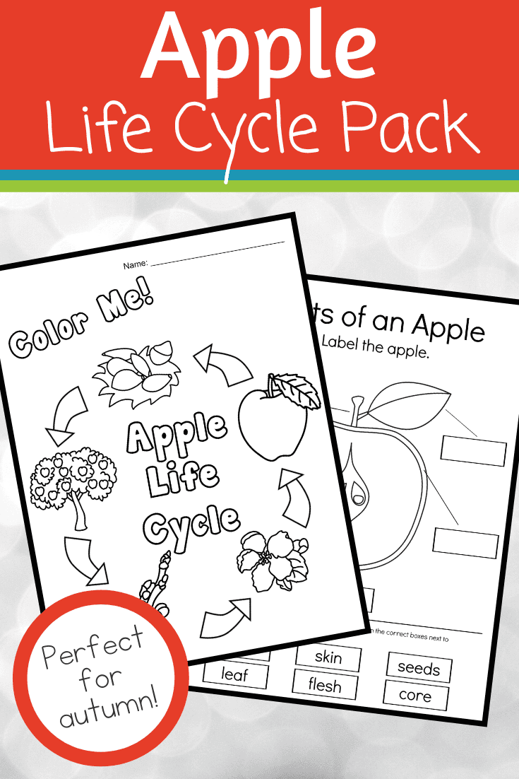 Life Cycle of an Apple
