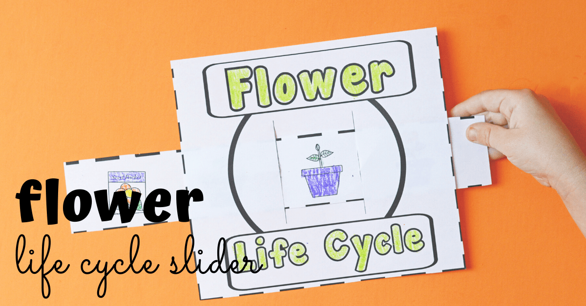 Flower Life Cycle Slider