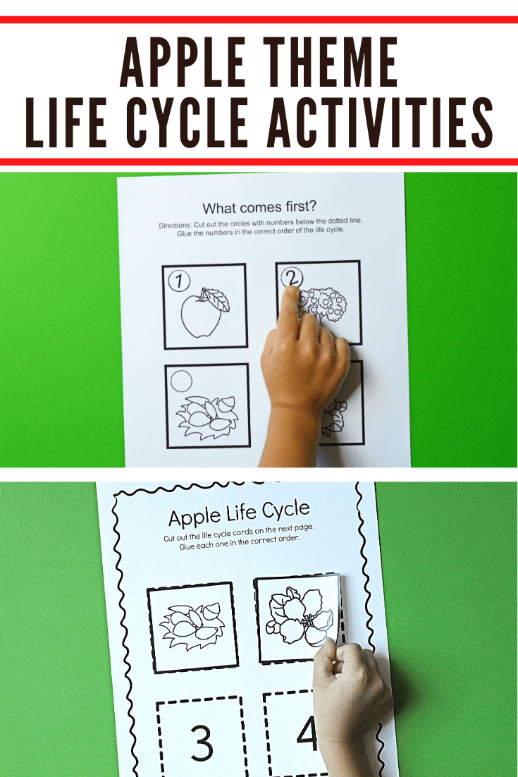 Apple Life Cycle