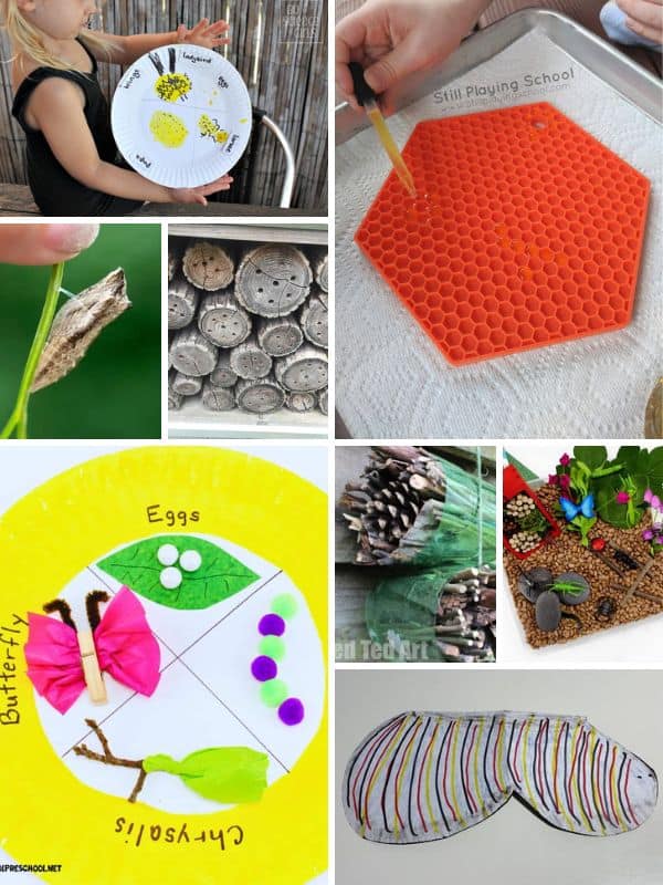 Insect Science Activities for Preschoolers