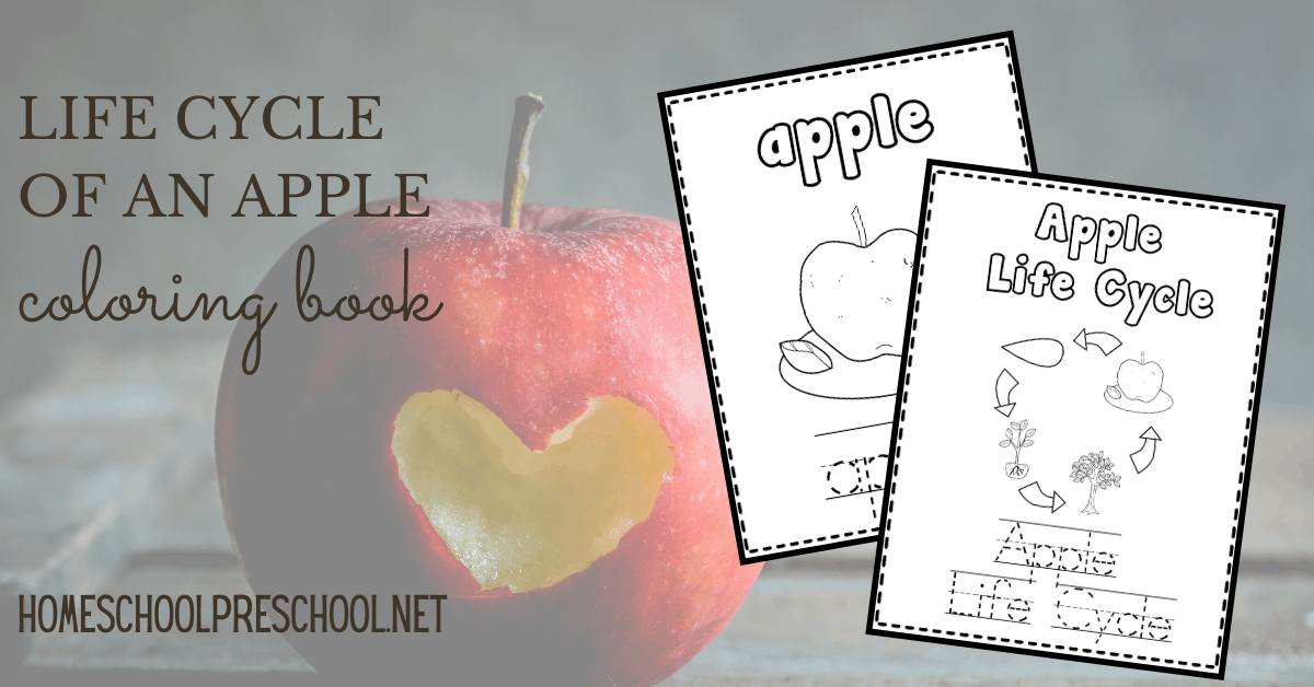 Preschool Apple Life Cycle Coloring Book
