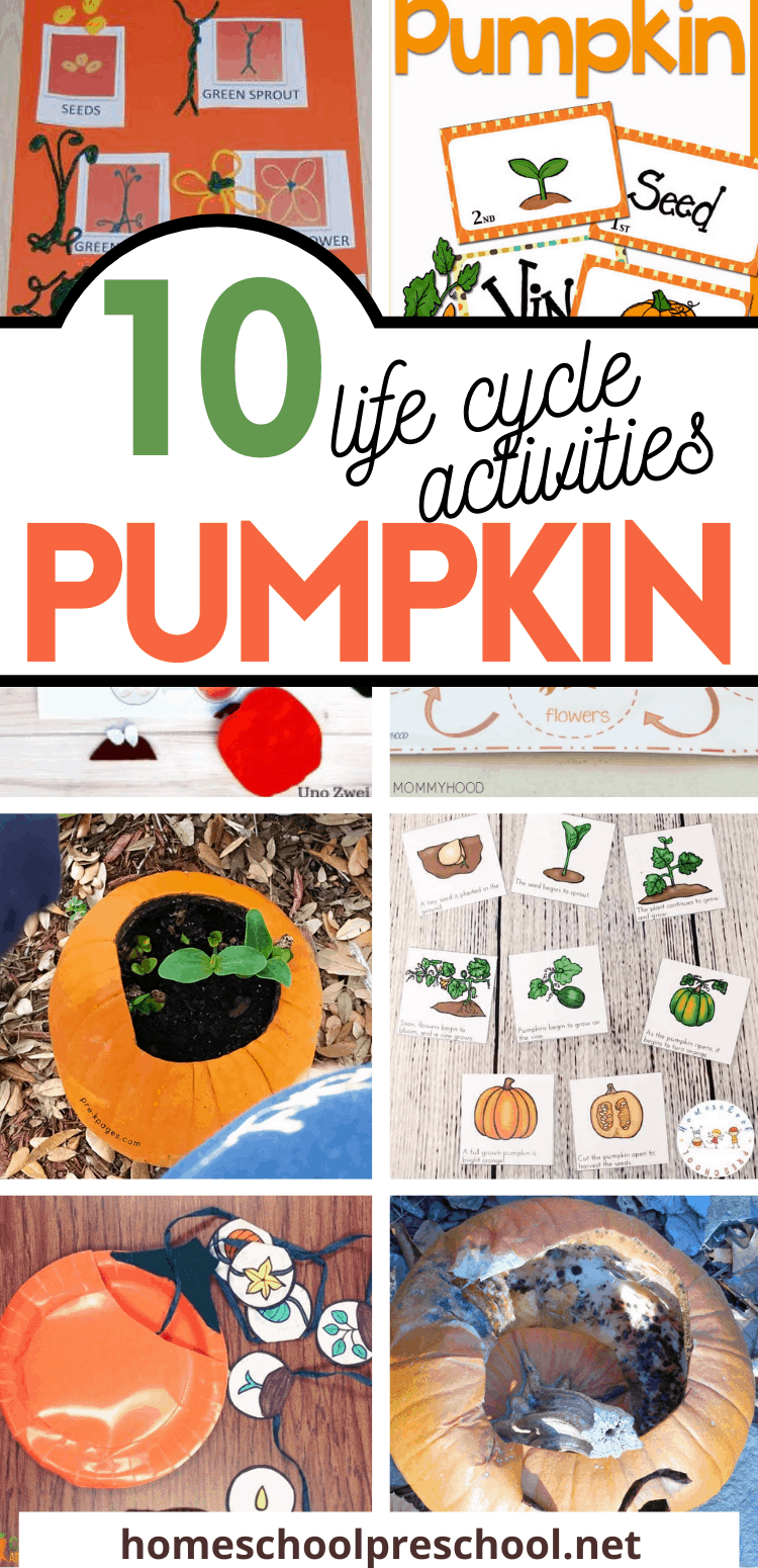 Preschool pumpkin life cycle activities and crafts display