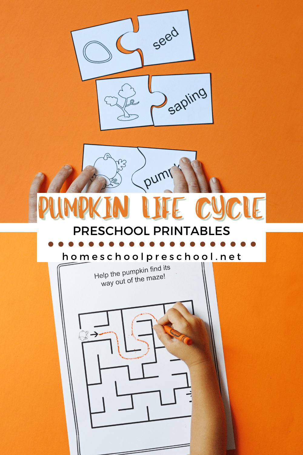 Pumpkin Life Cycle Printable
