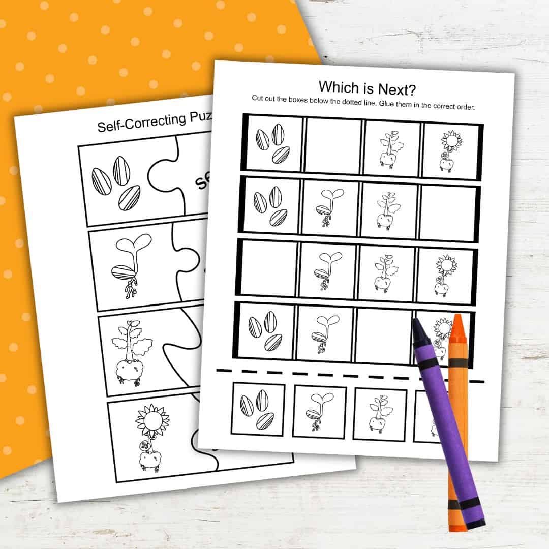 Preschool Life Cycle of a Sunflower