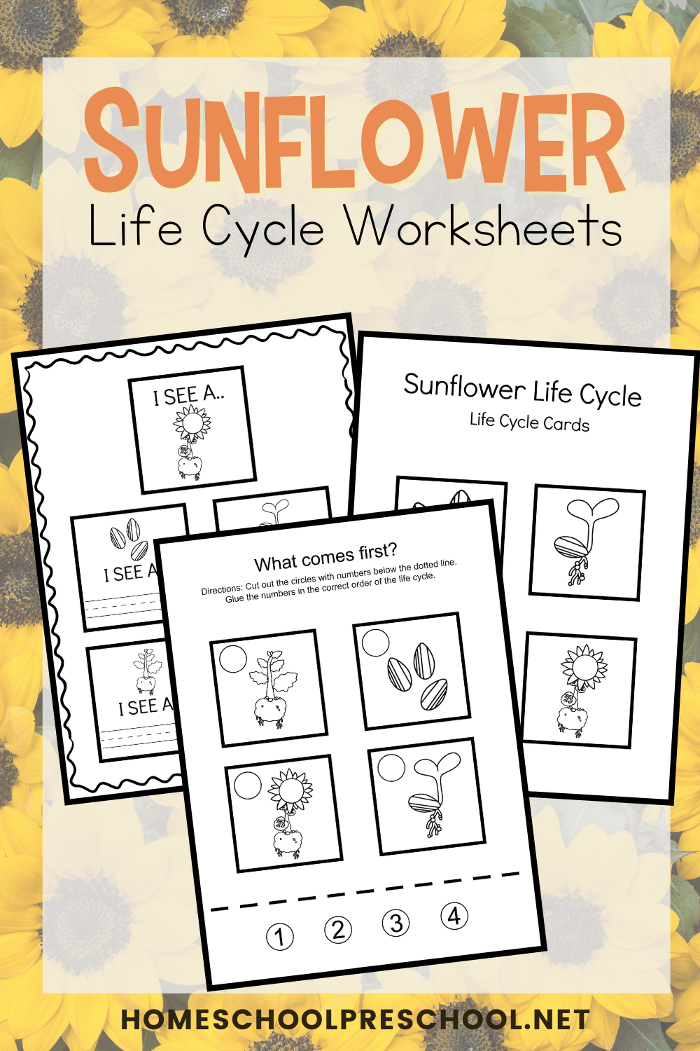Life Cycle of a Sunflower