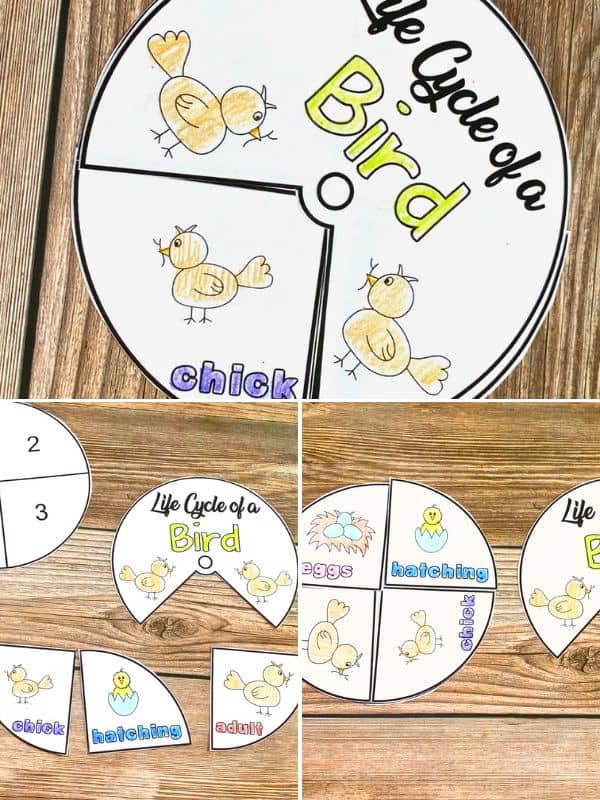 Bird Life Cycle Printable