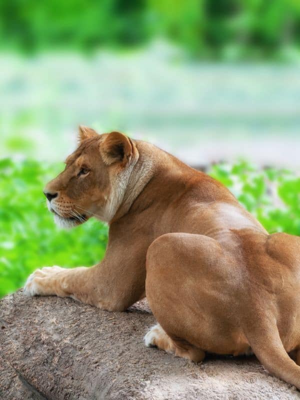 Zoo Animals for Kids