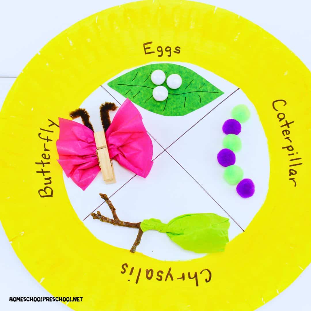 Life Cycle of a Butterfly Craft