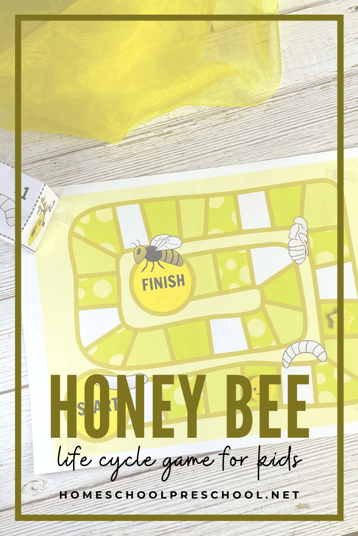 Honey Bees Life Cycle Game