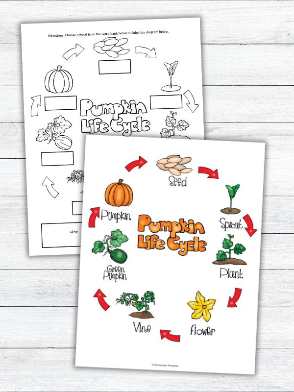 Life Cycle of a Pumpkin