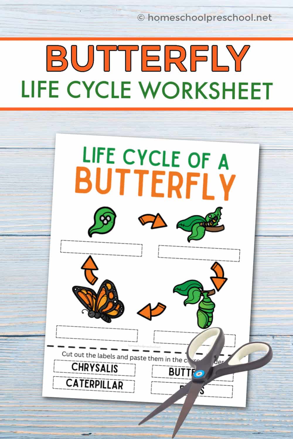 Butterfly Life Cycle Worksheet