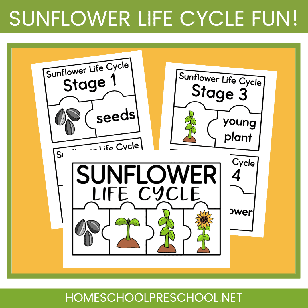 Sunflower Life Cycle Activity