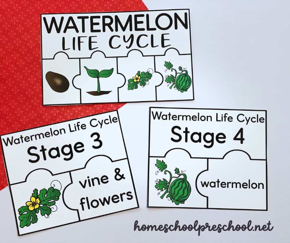 Watermelon Life Cycle Puzzles