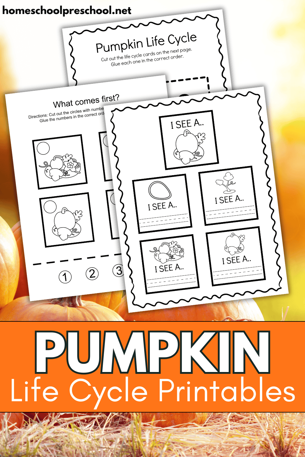 Life Cycle of a Pumpkin Printable