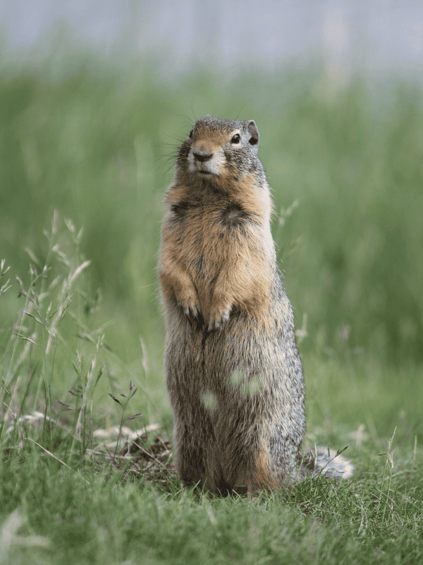 Groundhog Day Activities