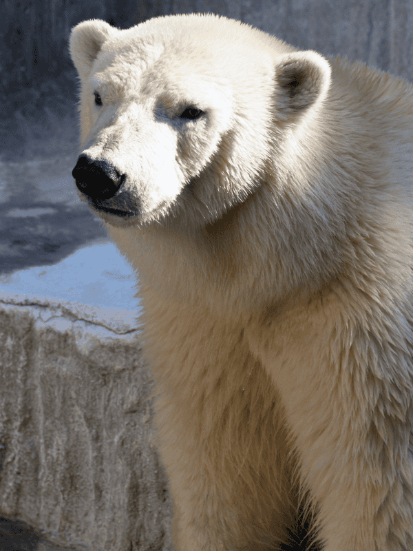 Polar Bear Activities